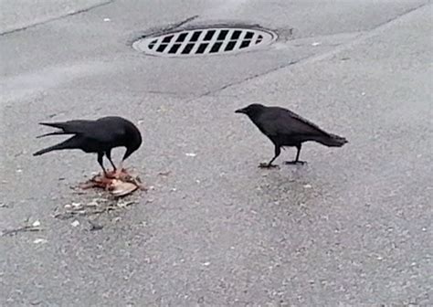 サンパレス福岡 駐車場 そして、なぜカラスは駐車場でダンスをするのか？